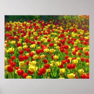 Sea of Tulips Poster