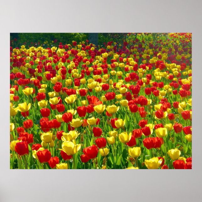 Sea of Tulips Poster (Front)