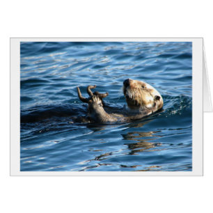 Sea Otter