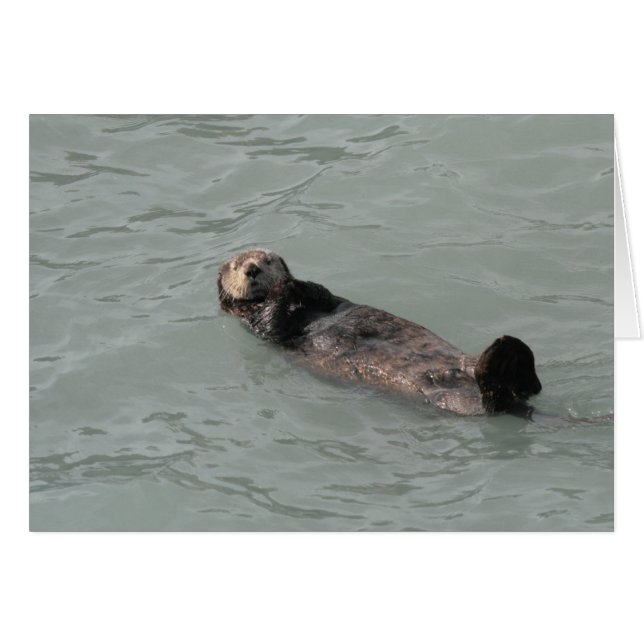 Sea Otter (Front Horizontal)