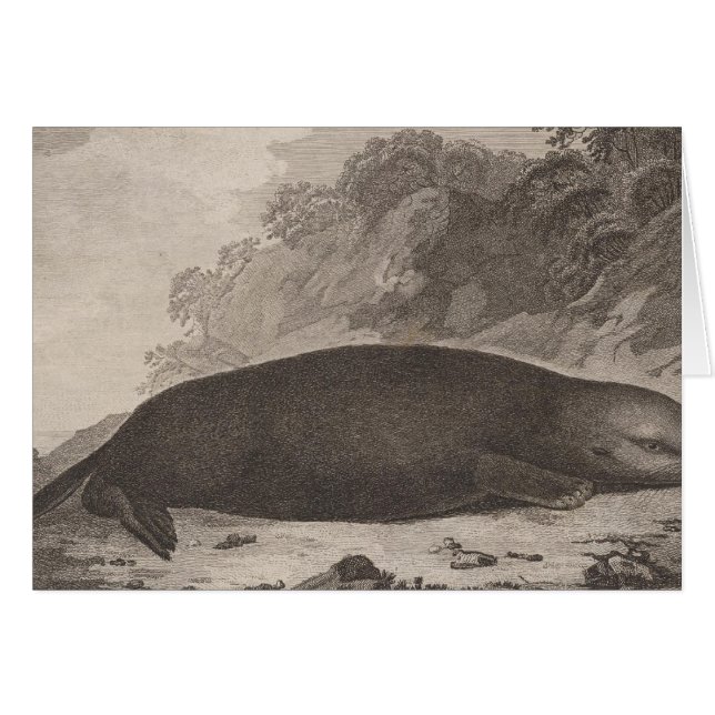 Sea otter, British Columbia (Front Horizontal)