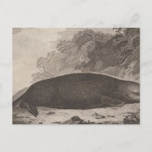 Sea otter, British Columbia Postcard