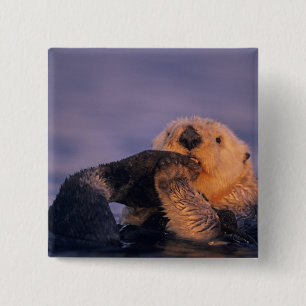 Sea Otter, Enhydra lutris 2 Inch Square Button