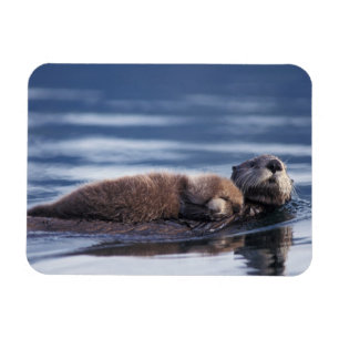 sea otter, Enhydra lutris lutris Magnet
