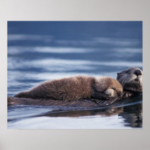 sea otter, Enhydra lutris lutris Poster