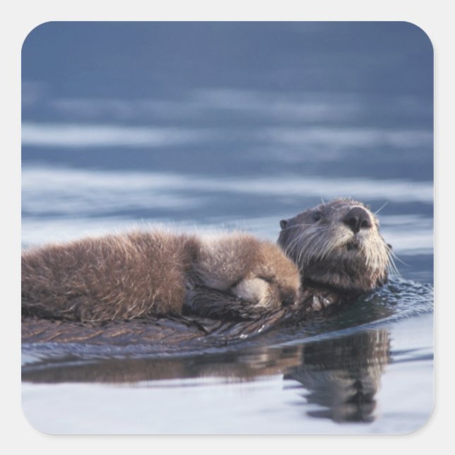 sea otter, Enhydra lutris lutris Square Sticker (Front)