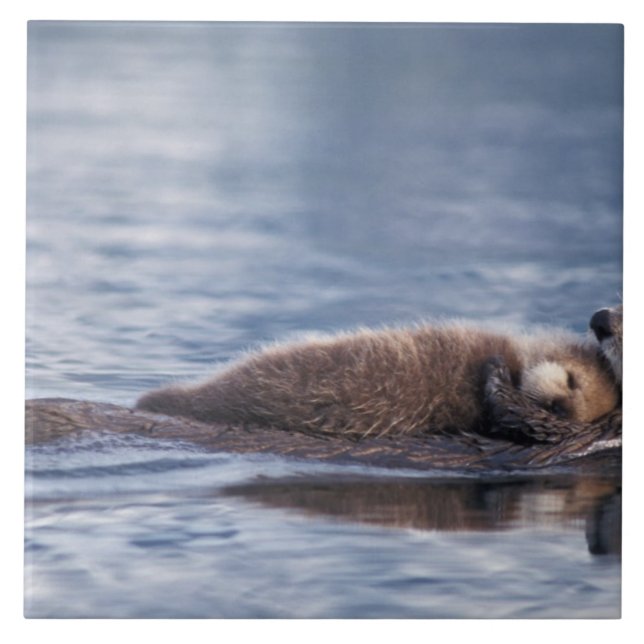 sea otter, Enhydra lutris lutris Tile (Front)