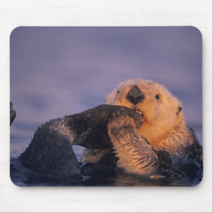 Sea Otter, Enhydra lutris Mouse Pad