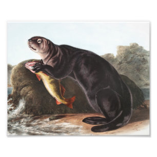 Sea Otter (Enhydra marina) Illustration Photo Print