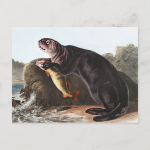 Sea Otter (Enhydra marina) Illustration Postcard