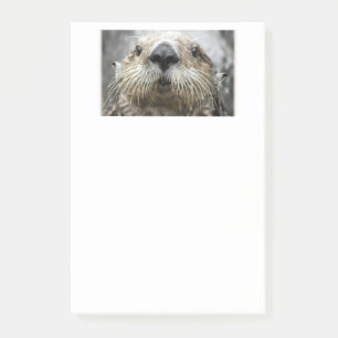 Sea Otter Face Photo Post-it Notes