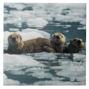 Sea Otter Family Tile