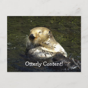 Sea Otter Postcard