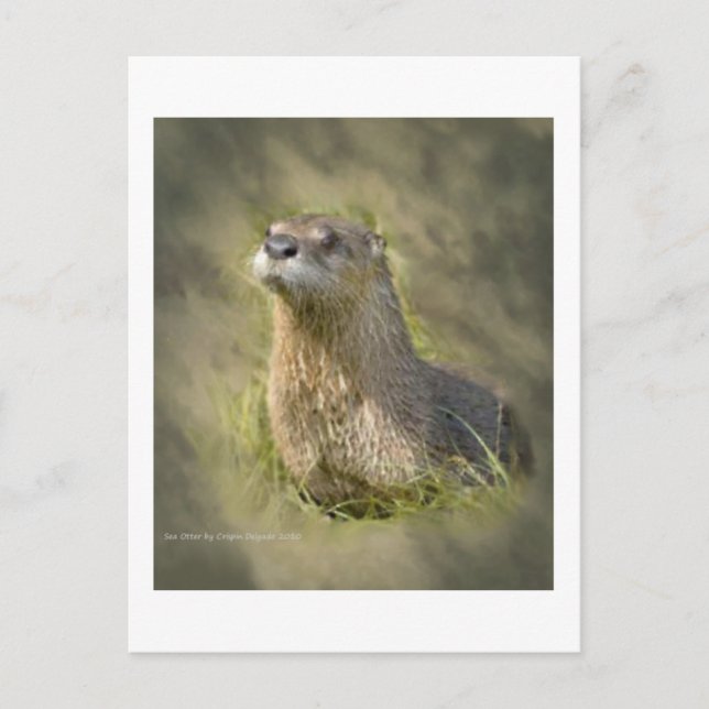 Sea Otter PostCards (Front)