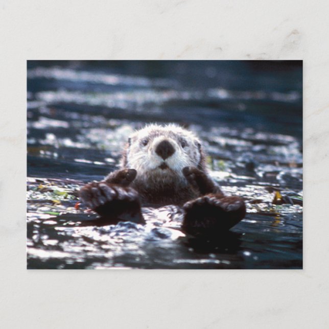 Sea Otter Swimming Postcard (Front)