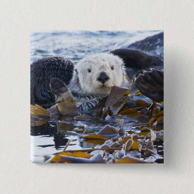 Sea otter wrapped in kelp 2 inch square button (Front)