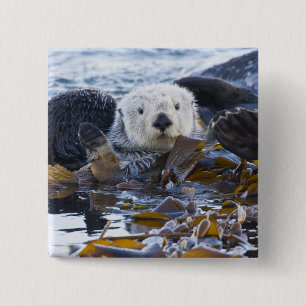 Sea otter wrapped in kelp 2 inch square button