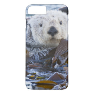 Sea otter wrapped in kelp Case-Mate iPhone case
