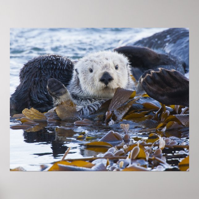 Sea otter wrapped in kelp poster (Front)