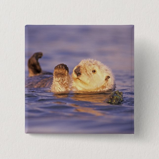 Sea Otters, Enhydra lutris 2 Inch Square Button (Front)