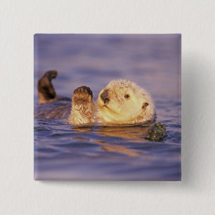 Sea Otters, Enhydra lutris 2 Inch Square Button