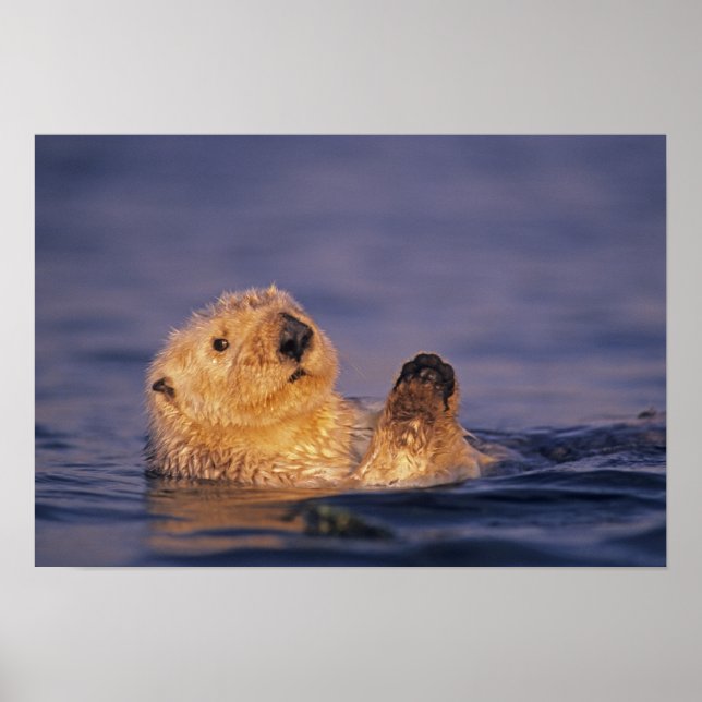 Sea Otters, Enhydra lutris 2 Poster (Front)