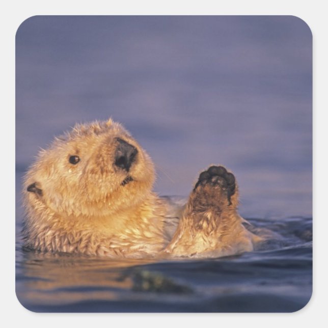 Sea Otters, Enhydra lutris 2 Square Sticker (Front)