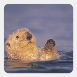 Sea Otters, Enhydra lutris 2 Square Sticker