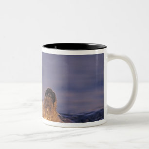 Sea Otters, Enhydra lutris 2 Two-Tone Coffee Mug