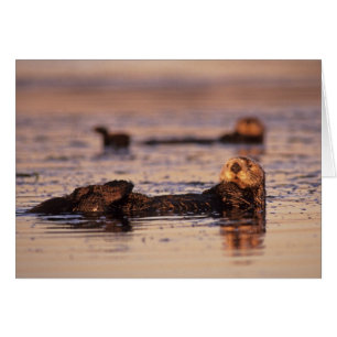 Sea Otters, Enhydra lutris 3