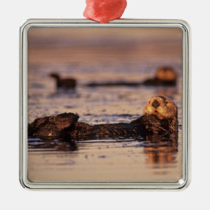 Sea Otters, Enhydra lutris 3 Metal Ornament