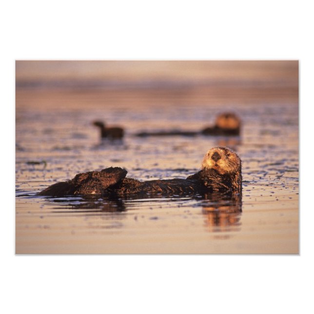 Sea Otters, Enhydra lutris 3 Photo Print (Front)