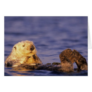 Sea Otters, Enhydra lutris 4