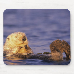 Sea Otters, Enhydra lutris 4 Mouse Pad