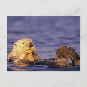 Sea Otters, Enhydra lutris 4 Postcard