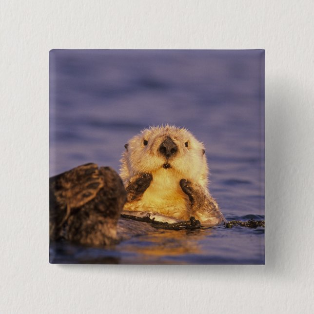 Sea Otters, Enhydra lutris 5 2 Inch Square Button (Front)