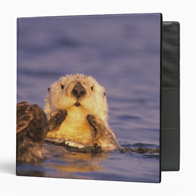 Sea Otters, Enhydra lutris 5 Binder (Front/Inside)