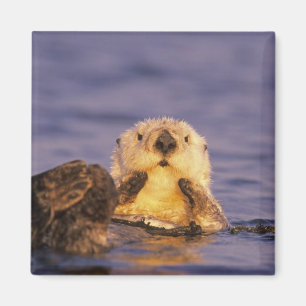 Sea Otters, Enhydra lutris 5 Magnet