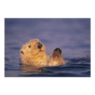 Sea Otters, Enhydra lutris 5 Photo Print