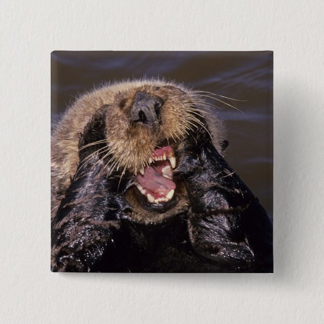 Sea Otters, Enhydra lutris 6 2 Inch Square Button (Front)