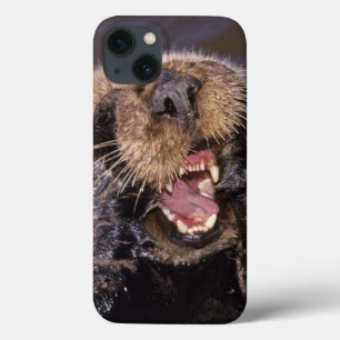 Sea Otters, Enhydra lutris 6 iPhone 13 Case