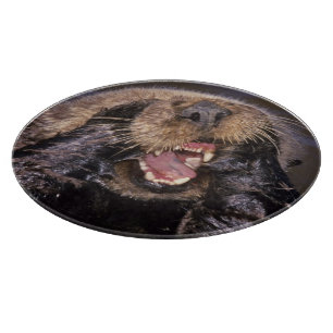Sea Otters, Enhydra lutris 6 Cutting Board