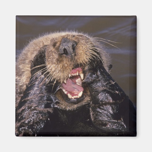 Sea Otters, Enhydra lutris 6 Magnet (Front)