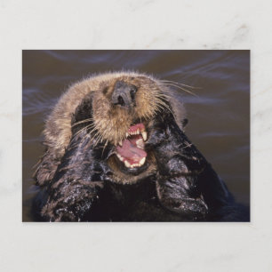 Sea Otters, Enhydra lutris 6 Postcard