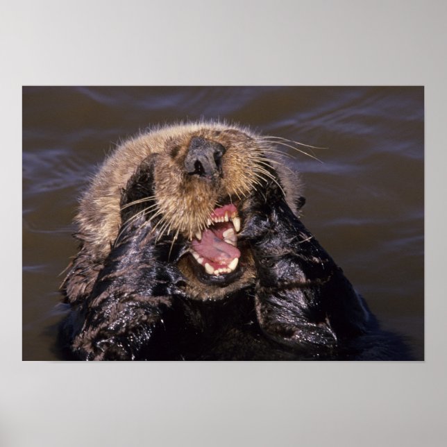 Sea Otters, Enhydra lutris 6 Poster (Front)