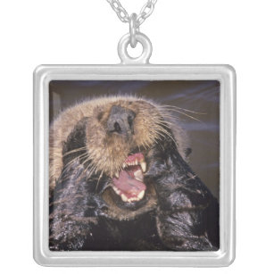 Sea Otters, Enhydra lutris 6 Silver Plated Necklace