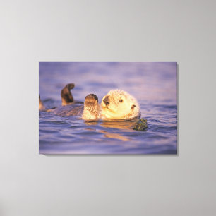 Sea Otters, Enhydra lutris Canvas Print