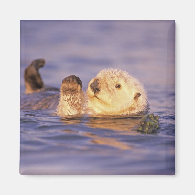 Sea Otters, Enhydra lutris Magnet (Front)