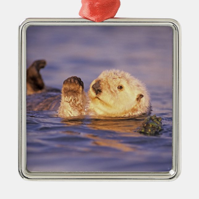 Sea Otters, Enhydra lutris Metal Ornament (Front)