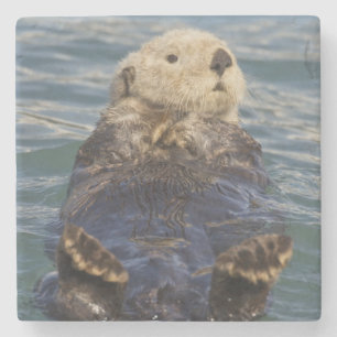 Sea otters play on icebergs at Surprise Inlet Stone Coaster